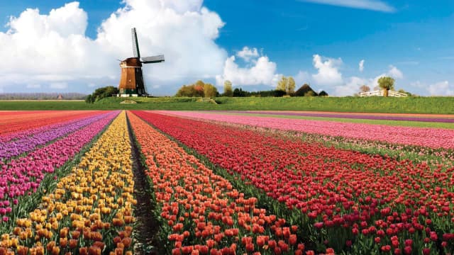 Keukenhof kiedy najlepiej jechać, aby zobaczyć tulipany w pełnym rozkwicie Keukenhof kiedy najlepiej jechać, aby zobaczyć tulipany w pełnym rozkwicie