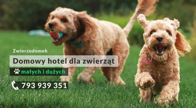Jak wygląda hotel dla psów - warunki, opieka i usługi dla pupili Jak wygląda hotel dla psów - warunki, opieka i usługi dla pupili