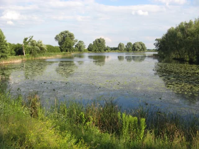 Jezioro Powsinkowskie - ukryty skarb Warszawy z bogatą przyrodą Jezioro Powsinkowskie - ukryty skarb Warszawy z bogatą przyrodą