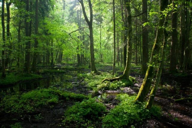 Puszcza Białowieska atrakcje – odkryj niezwykłe miejsca i przyrodę Puszcza Białowieska atrakcje – odkryj niezwykłe miejsca i przyrodę